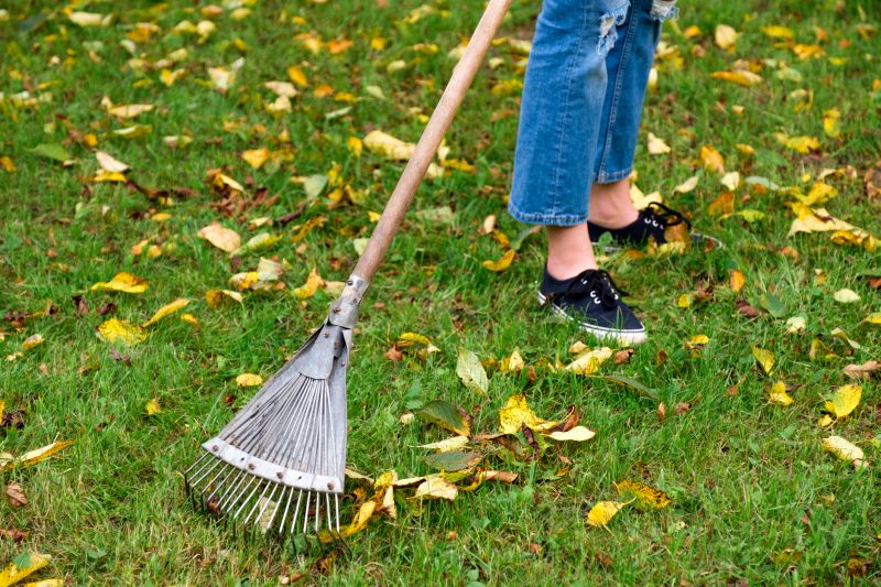 Leaves Being Raked