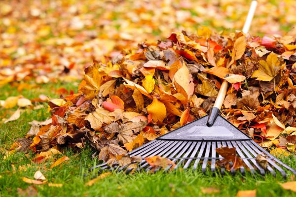 Leaves Removal in Fort Walton Beach