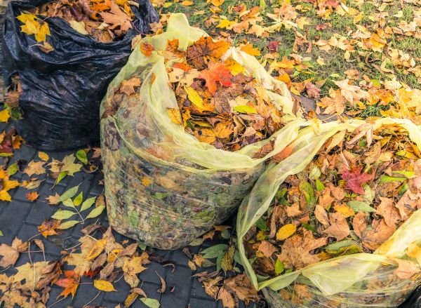 Yard Cleanup Service in Fort Walton Beach