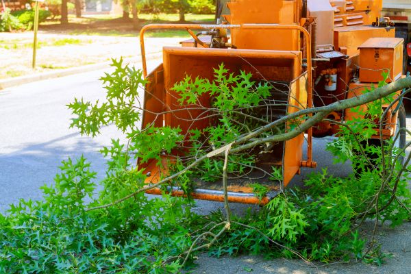 Tree Branches Removal in Fort Walton Beach